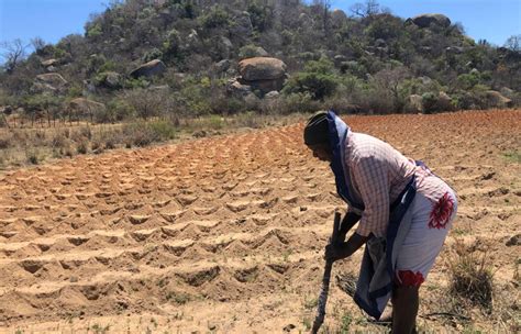  Nature’s Bounty: Exploring Traditional Farming Techniques in Nigeria” – A Harvest of Wisdom from the African Soil