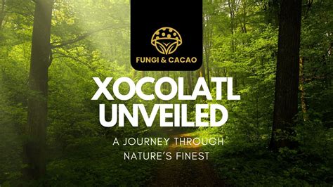  Xocolatl: A Journey Through Chocolate Culture – Unraveling Mexico's Ancient Elixir